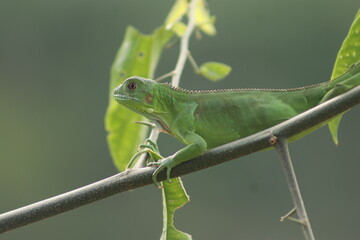 iguana verde