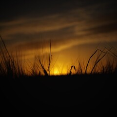 twilight in the fields