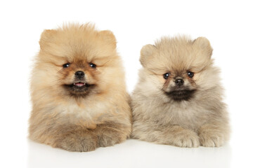 Pomeranian puppies lie on a white background