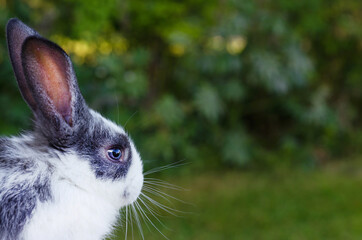 cute little fluffy rabbit on green natural background. grey and white color bunny. Easter symbol. domestic pet. space for text, copy space.