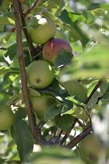 Unripe Apples in a Tree