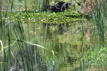 Waterlilies in a Pond through Reeds