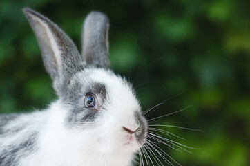 cute little fluffy rabbit on green grass in the summer garden. grey and white color bunny. Easter symbol. domestic pet. space for text; copy space. closeup