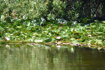 Waterlilies in a Pond