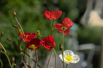 Blumen im Garten