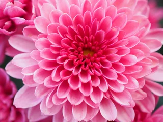 Fototapeten pink dahlia flower © Heiko