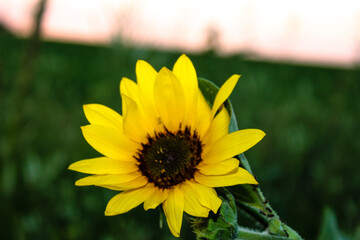 sunflower in the garden