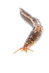 A Limax maximus slug, comonly found throughout western Oregon; white background and room for text