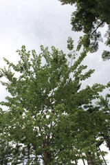 trees and sky