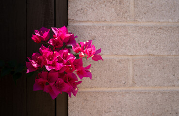 Bright vivid pink bougainvillea against dark wood gate and light block wall.  