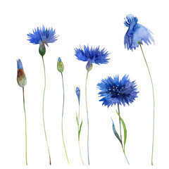 Watercolor blue cornflowers isolated on white background - 367874744
