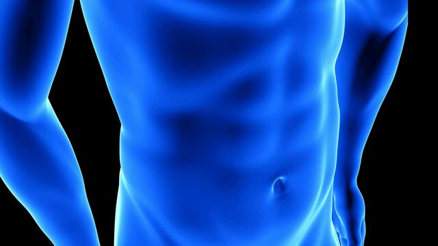 male fitness body transformation, abdominal muscles detail - muscle mass building animation on black background with alpha