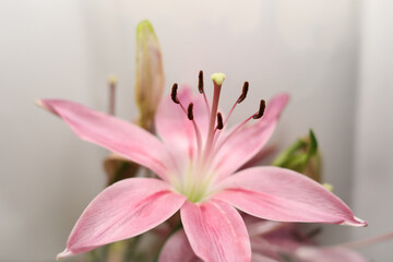 Blooming pink lily flower