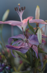 Fototapeta premium Blooming pink lily flower