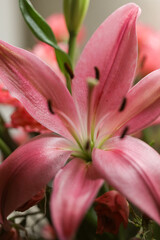 Closeup pink lily flower