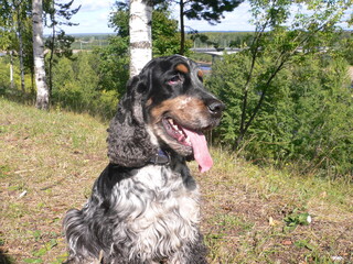 english cocker spaniel