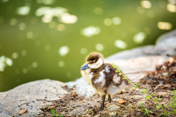A small duckling Egyptian goose (Alopochen aegyptiaca) stands on the river bank after swimming.Close up