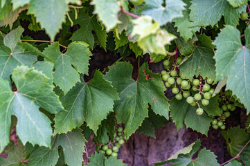 a branch with a bunch of green grapes berries. Vineyards and green young grapes.