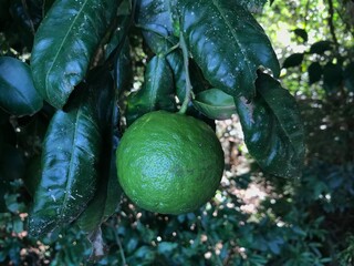 Citrus aurantium