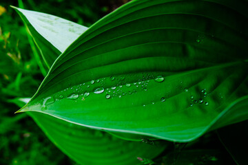 葉についた水滴