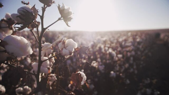 Sun shines through a cotton plant in a farmers field. Close up wide angle shot.