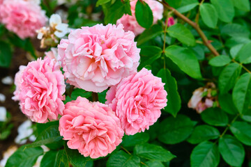 beautiful pink flowers close-up. color nature. day light