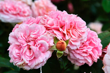 beautiful pink flowers close-up. color nature. day light