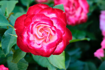 lush red garden flower close-up. color nature.