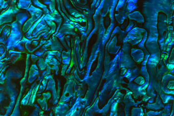 Brightly coloured New Zealand Paua shell patterns. Paua is a large mollusc found in coastal waters...
