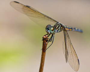 close up of dragonfly