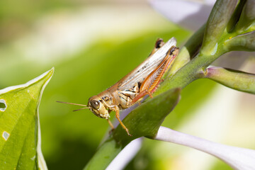 Fototapeta premium Grasshopper in the garden