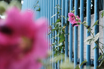 Pink flowers on a fence