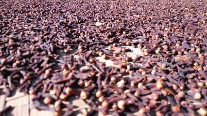 The brown clove flower is drying in the sun. close up.