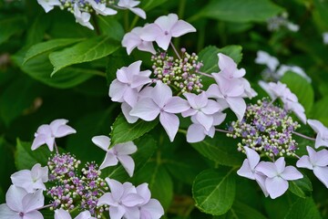 ひっそりと咲く満開の薄紫色のガクアジサイ