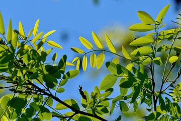 青空バックに見上げる新緑の若葉