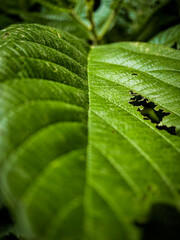A green leaf in the forest of Panamá.