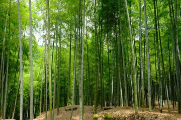 Plakat Kyoto Japan - Bamboo forest in Fushimi-Inari-Taisha Shrine Senbontorii