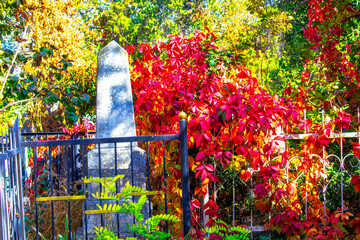 Tombstones in cemetery among green plants. Old graves in graveyard. Gothic  tombstone in autumn...