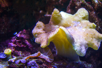 Naklejka na ściany i meble anemones coral reef underwater closeup