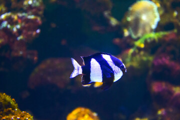 Fototapeta na wymiar closeup sea fish , underwater background