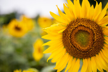 Close up shot of the sunflower on the bright sunny day. Copy space on the left.