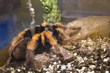 closeup, tarantula, hairy  big spider