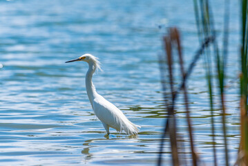 White egret wading in blue lake waitron sunny summer day