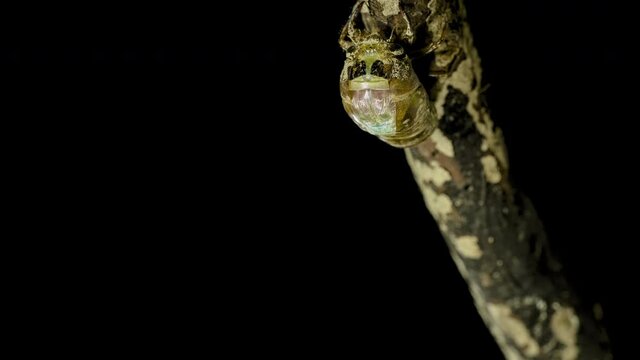 蝉(クマゼミ)の羽化を夜中に撮影