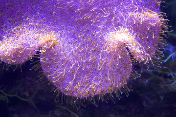 anemones coral reef underwater closeup