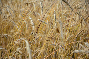 Agricultural landscape - beautiful wheat field of golden ears at harvest time.