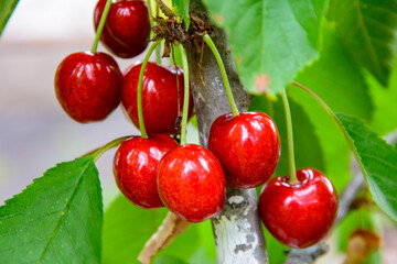 Red and sweet cherries on a branch just before harvest in early summer