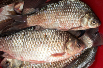 closeup crucian carp fishes fresh food