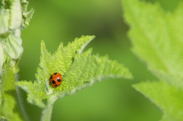 てんとう虫