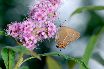 ホザキシモツケの吸蜜をするカラスシジミ（北海道・鶴居村）